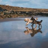 Dogs running on beach