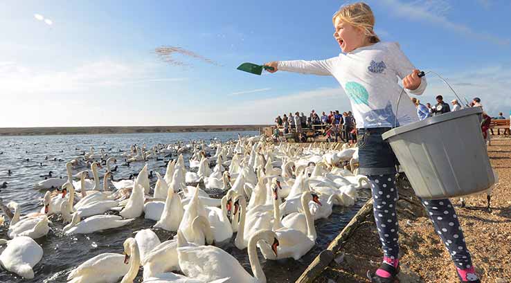 girl throwing swan feed into a lake of swans