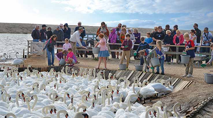 crowd of people watching flock of swans on a lake