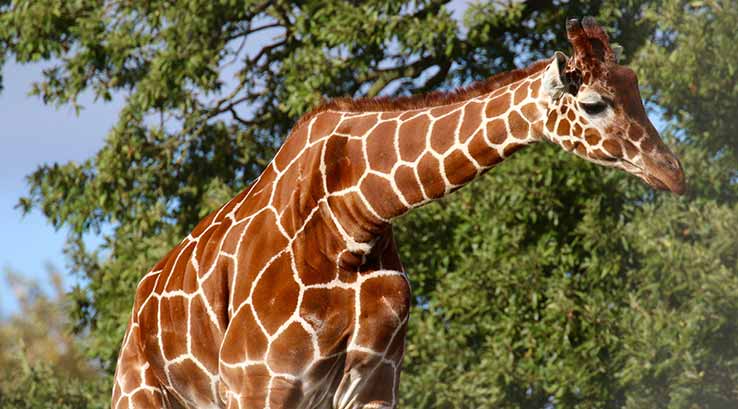 giraffe