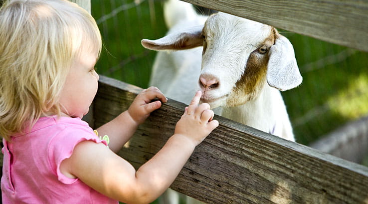 A little girl looking at a goat through a fence