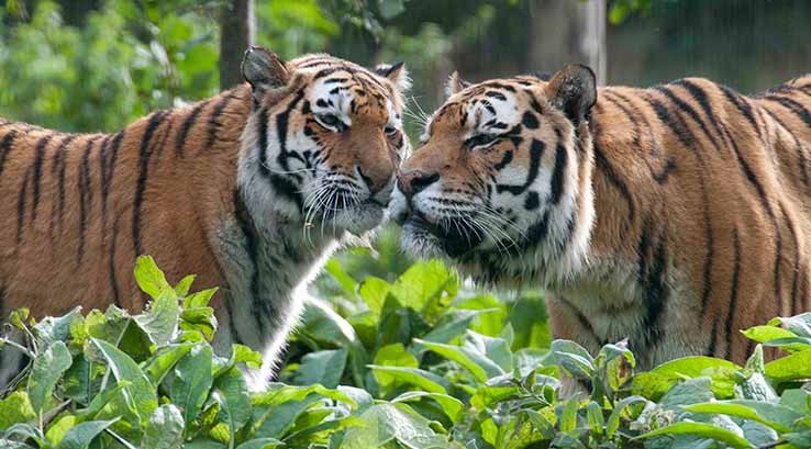 Two tigers amongst the foliage at Blackpool Zoo