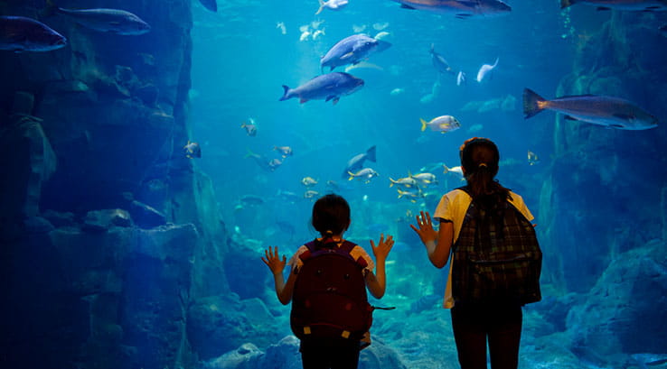 children looking into a large aquarium attraction