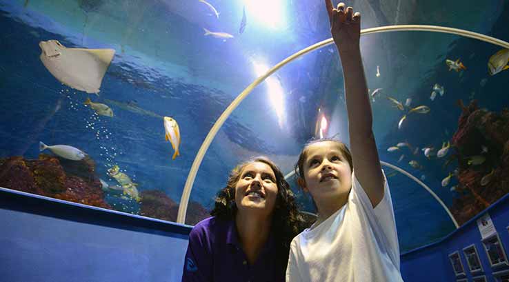 A mother and daughter admiring the fish swimming overhead in the observation tunnel at Tynemouth Aquarium