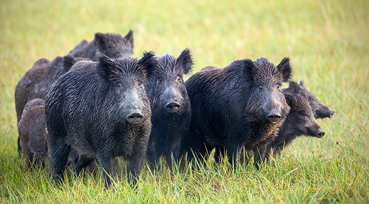 A group of wild boars in the grass