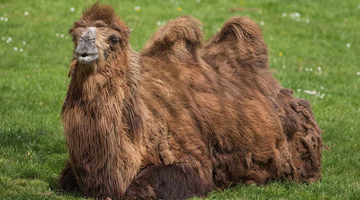 A camel sits at Bridlington Animal Park
