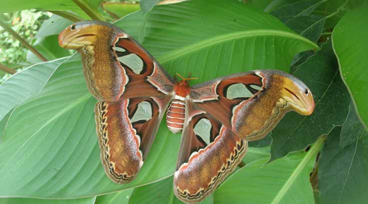 Butterfly sitting on a leaf