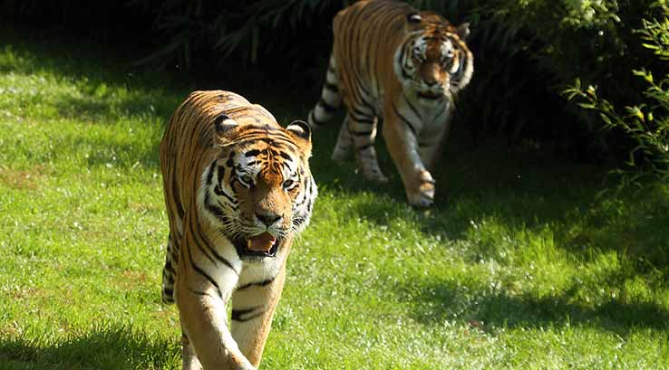 two tigers
