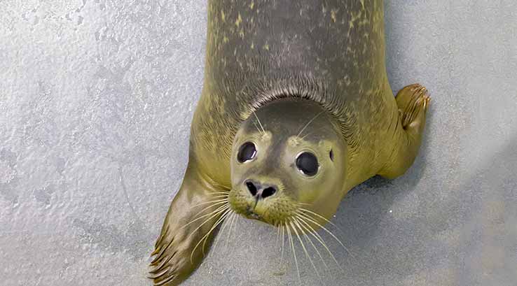 small grey seal at the Cornish Seal Sanctuary