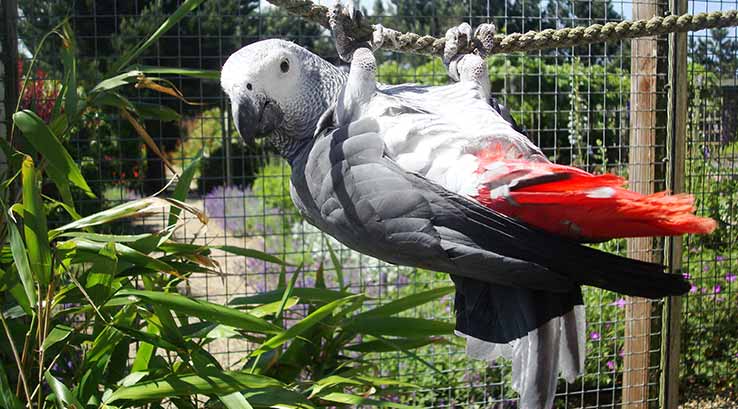 Filey Bird Garden & Animal Park parrot