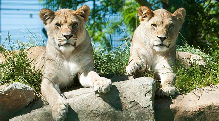 Two lionesses at Folly Farm Adventure Park & Zoo