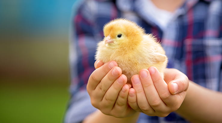 A person holding a fluffy baby chick in their hands