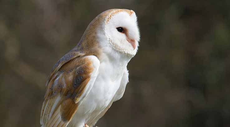 White barn owl