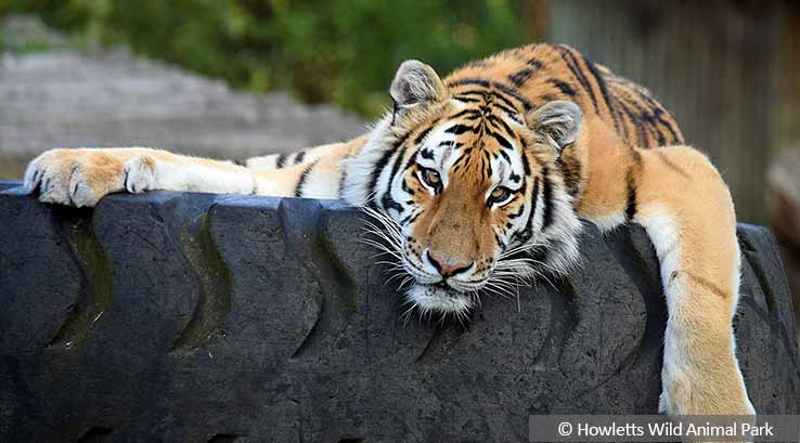 Sleepy Tiger