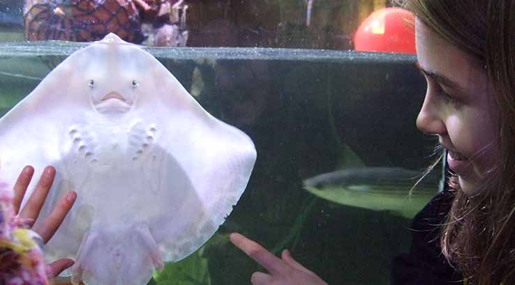 Child holding a flatfish at Ilfracombe Aquarium