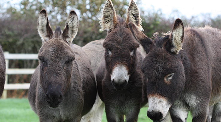 Isle of Wight Donkey Sanctuary