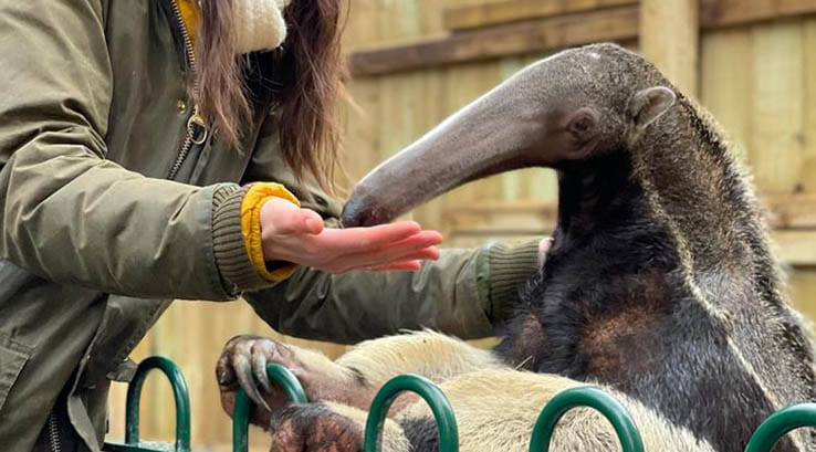 A woman feeding an anteater at Jimmy's Farm