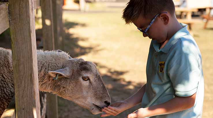 Feeding animals at the farm