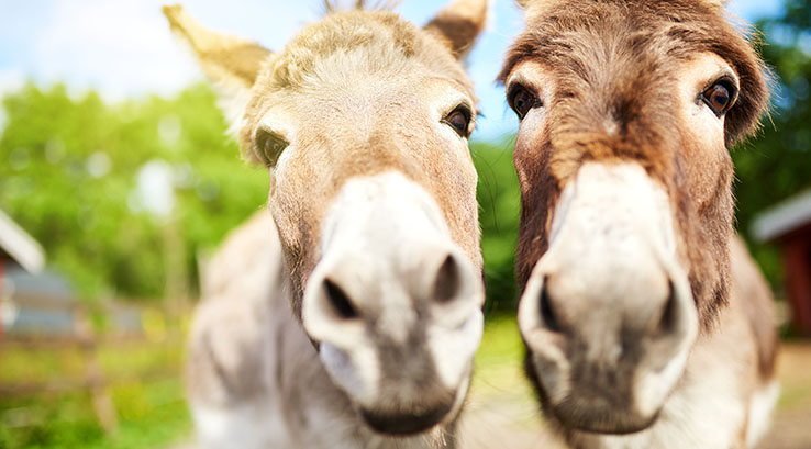 A close up of two donkeys