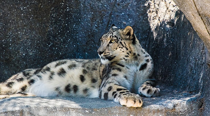 A snow leopard sitting on a rock