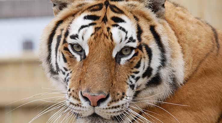 tiger