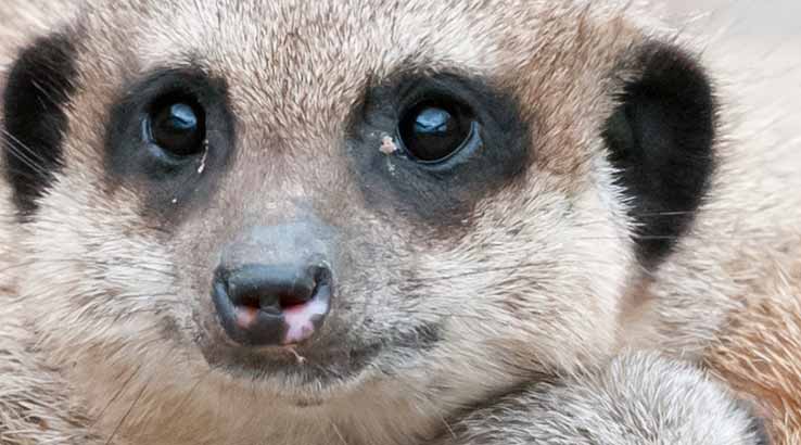meercat