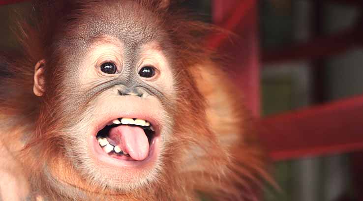 monkey sticking its tongue out