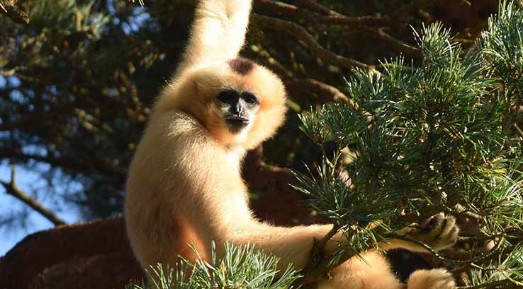 monkey hanging in a tree