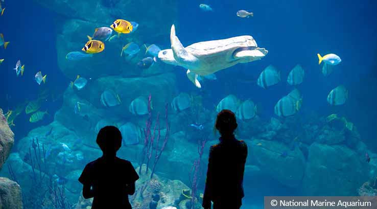 Underwater aquarium at The National Marine Aquarium