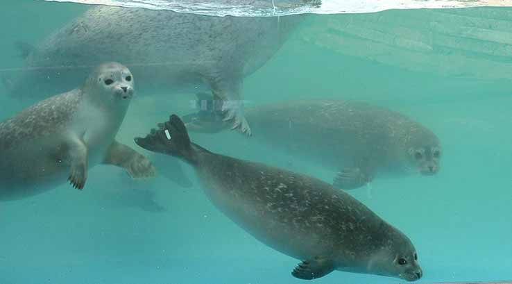 seals swimming in a pool