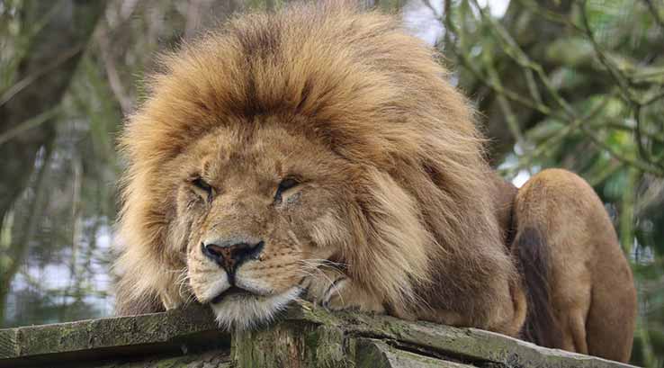 a male lion lying down at newquay zoo