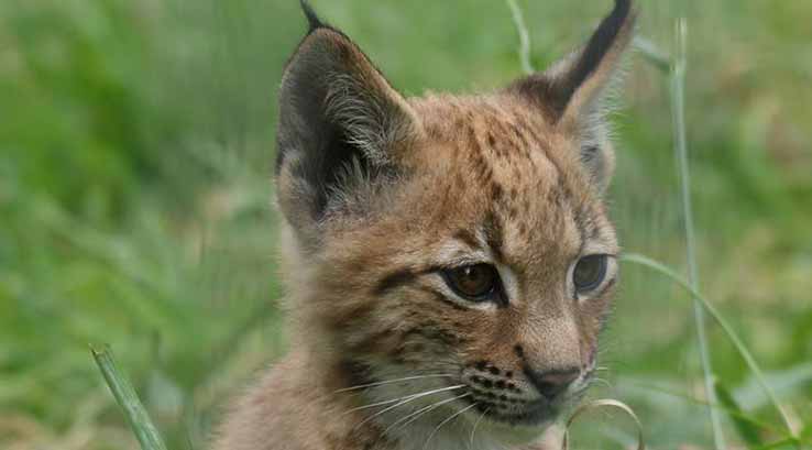 baby lynx at newquay zoo