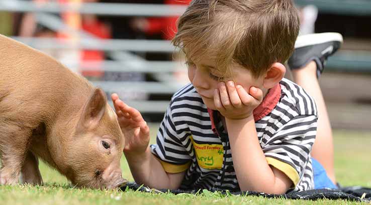 Boy petting a piglet at Pennywell Farm