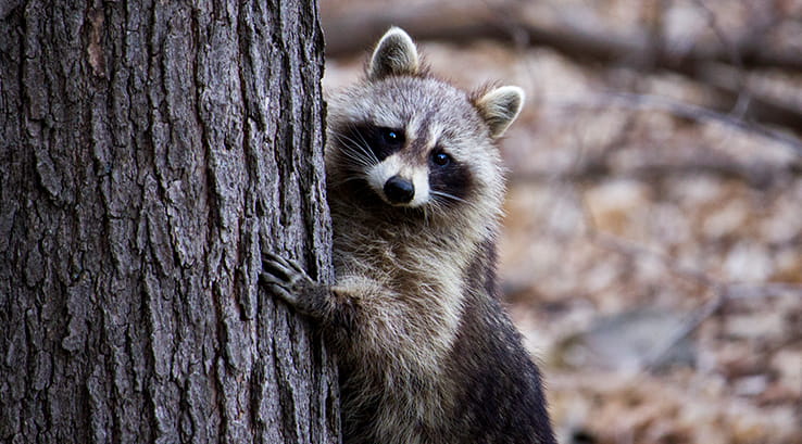 racoon