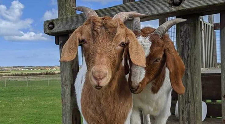 Two goats at Playdale Farm 