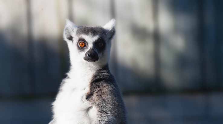 lemur at Porfell Wildlife Park Sanctuary