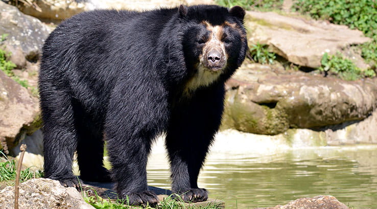 A spectacled bear standing by water