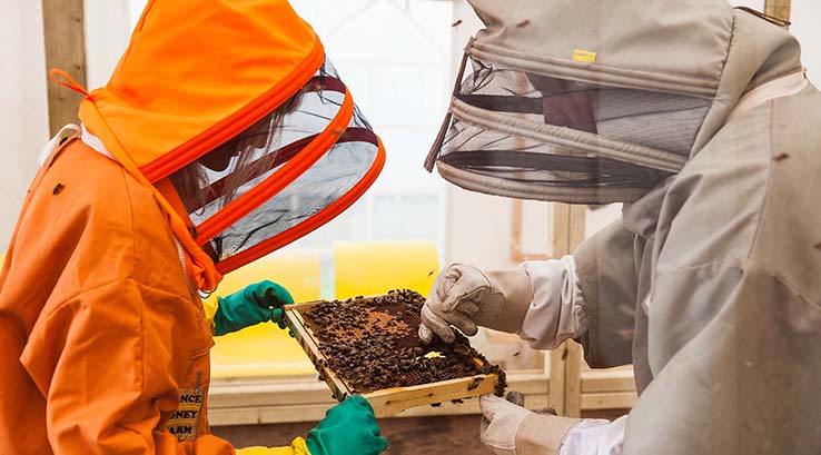 Two beekeepers working with bees