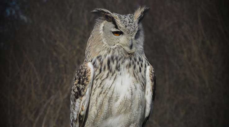 grey and white owl at Screech Owl Sanctuary