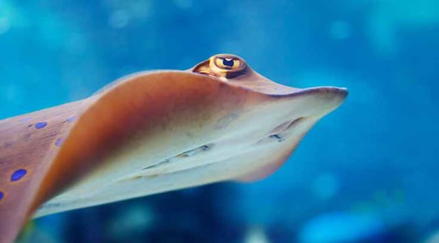 a sea ray in aquarium attraction