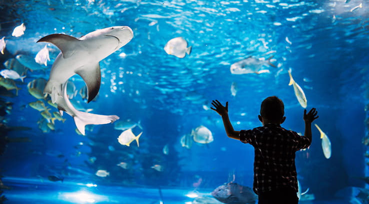 underwater aquarium with sharks