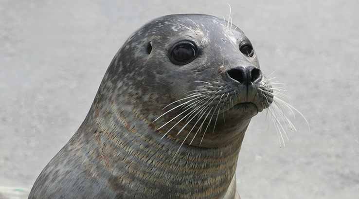 seal