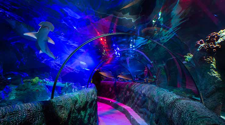 Sea Life Loch Lomond Aquarium