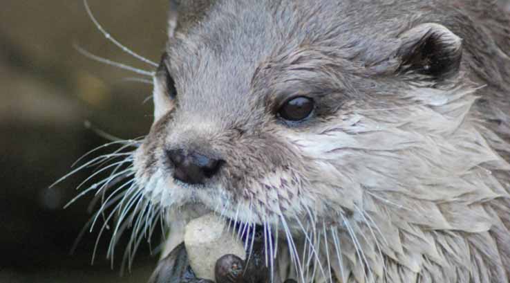 Otter at the Scarborough Sea Life Sanctuary
