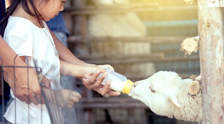 girl bottle feeding a lamb