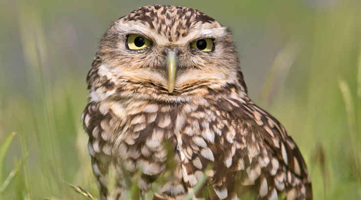 owl