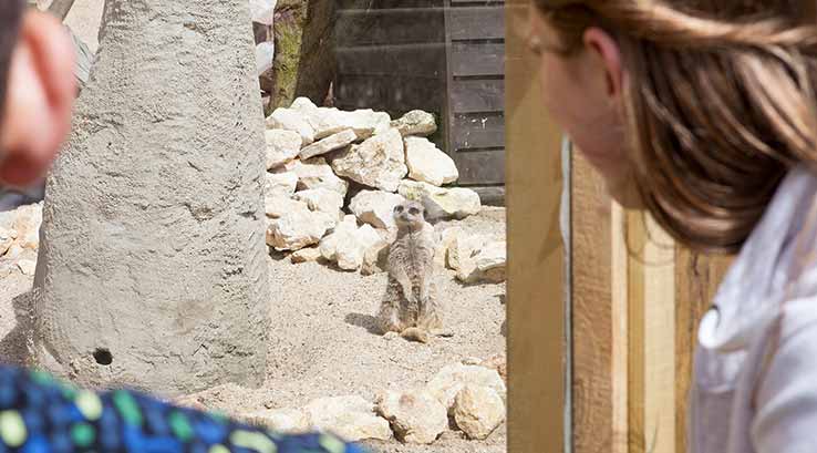 Guests at the meerkat exhibit