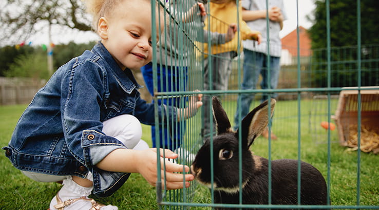 boy feeding a rabbit
