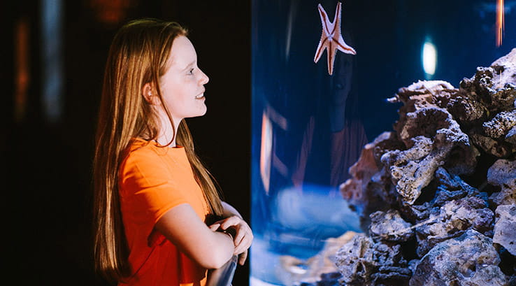 A girl watching a starfish at the Deep Aquarium