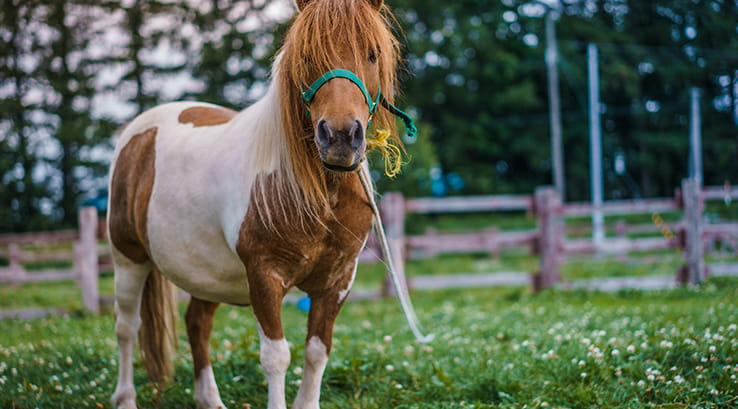 Miniature Pony standing at The Miniature Pony Centre